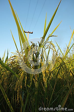 My rice, My life Stock Photo