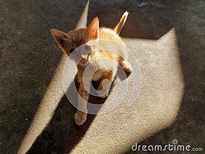 My yellow striped Thai kitten 03 Stock Photo