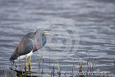 Myakka River Stock Photo