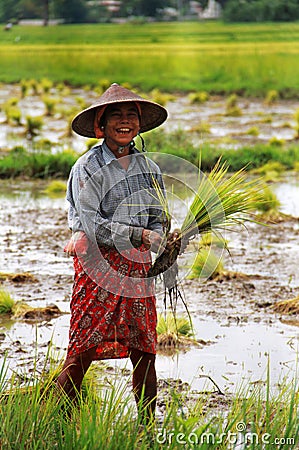 Myanmar woman working in a rice paddy Field Editorial Stock Photo