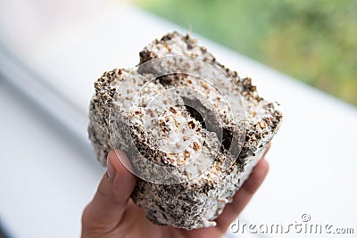 Mycelium fungus. Fusarium euwallaceae. Macro. Mushroom cultivation Stock Photo