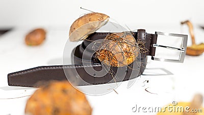 Mycelium leather belt are eco-friendly alternative to leather. Made from fungal spores and plant fibers. Stock Photo