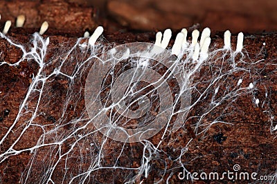 Mycelium strange space object bread Stock Photo