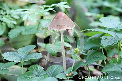 Mycena inclinata or Clustered Bonnet in a botanical garden Stock Photo
