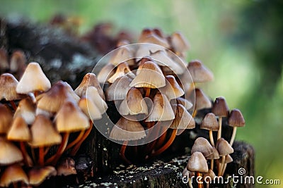 Mycena inclinata mushroom cluster on old rotten stump closeup. A group of brown small mushrooms on a tree on a green background, Stock Photo