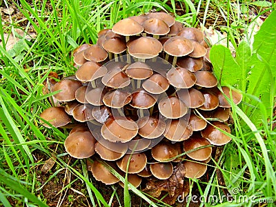 Mycena inclinata mushrooms Stock Photo