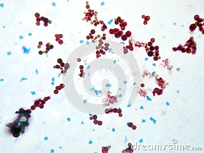 Mycobacterium Stock Photo