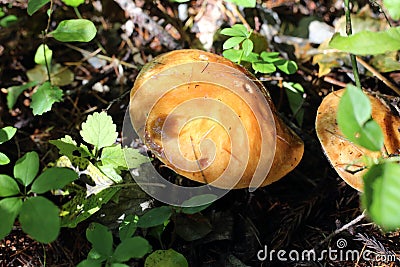 Mycorrhizal mushroom (Suillus grevillei) in Japan Stock Photo