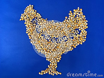 Mycotoxins on Corn, aflatoxins, animal feed, poultry industry and farming Stock Photo