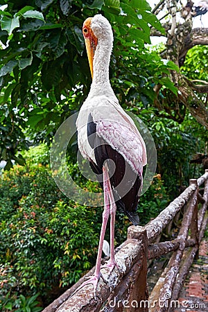 Mycteria ibis sitting on the branch in park and making self cleaning Stock Photo