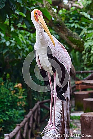 Mycteria ibis sitting on the branch in park Stock Photo