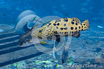 Mycteroperca rosacea leopard grouper in the large aquarium is a grouper from the Eastern Central Pacific. It grows to a size of Stock Photo