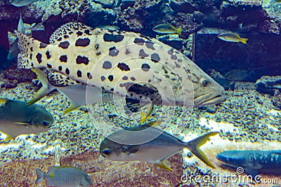 Mycteroperca rosacea leopard grouper in the large aquarium is a grouper from the Eastern Central Pacific. It grows to a size of Stock Photo