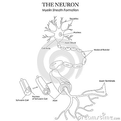 Myelin sheath Vector Illustration