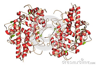 Myeloperoxidase enzyme. Lysosomal protein, present in neutrophil granulocytes, that produces hypochlorous acid. 3D Illustration Stock Photo