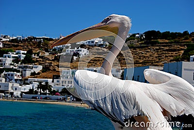 Mykonos town and pelican Stock Photo