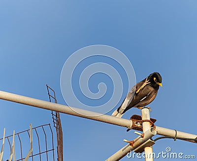 Mynah bird scratching itch on head Stock Photo