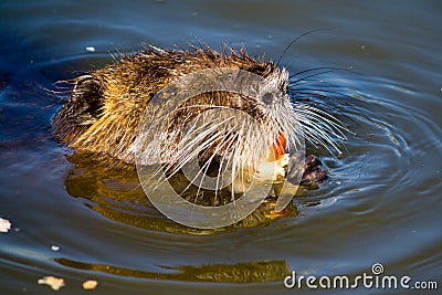 Myocastor Coypus Stock Photo