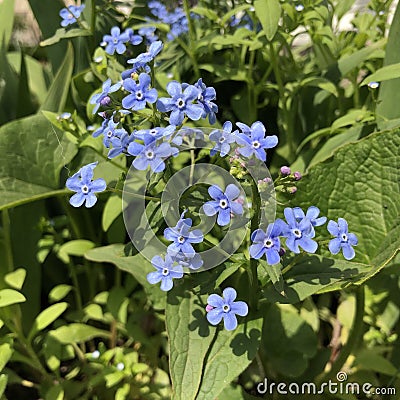 Myosotis alpestris - alpine forget-me-not Stock Photo