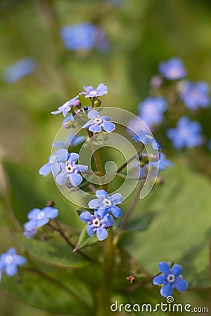 Myosotis alpestris or alpine forget me not is a herbaceous perennial plant in the flowering plant family Boraginaceae Stock Photo