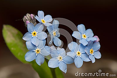 Myosotis Stock Photo