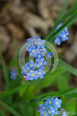 Myosotis blue flowers known as Forget Me Not Stock Photo