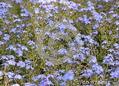 Myosotis field in nature Stock Photo