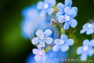 Myosotis Stock Photo