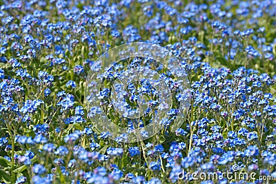 Myosotis, Forget-me-nots as a background, Forget Flowers Stock Photo