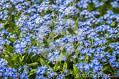 Myosotis forget-me-nots Stock Photo