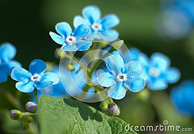 Myosotis plant with flowers Stock Photo