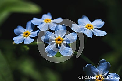 Myosotis Scorpioides Stock Photo