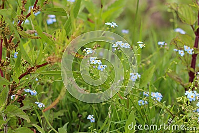 Myosotis scorpioides, the true forget-me-not, water forget-me-not flower Stock Photo