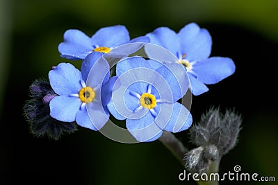 Myosotis sylvatica Stock Photo