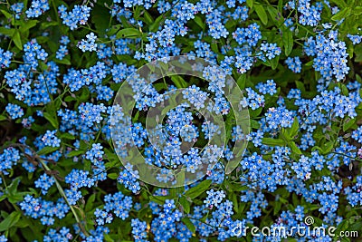 Myosotis sylvatica background Stock Photo