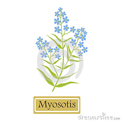 Myosotis - vector illustration Vector Illustration