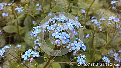 Myosotis (Forget-Me-Not or Scorpion Grass) Plants Blossoming in Spring at Battery Park in Manhattan, New York, NY. Stock Photo