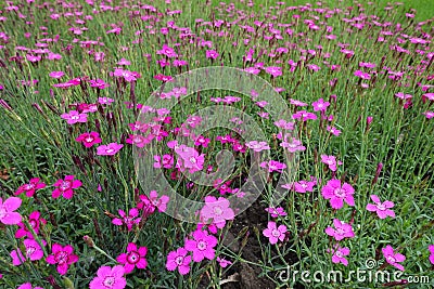 Myriad of magenta colored flowers of Dianthus deltoides Stock Photo