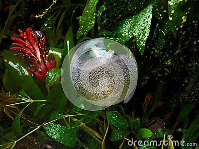 Myriad of sparkling bubbles on a garden solar lamp after the rain. Stock Photo