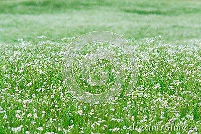 Myriads of white daisies. Green Hill. Summer season. Stock Photo