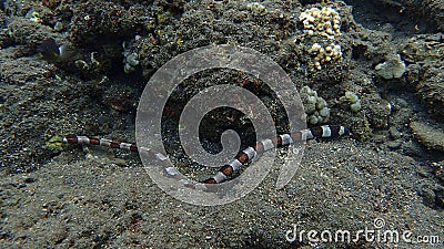 Harlequin Banded Snake Eel coral reef in indonesia, north lombok and Bali Stock Photo