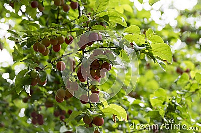 Myrobalan plum branches full of ripening fruit Stock Photo