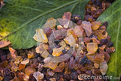 Myrrh Commiphora myrrha Stock Photo