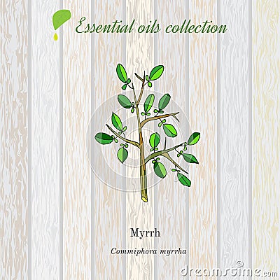 Myrrh, essential oil label, aromatic plant Vector Illustration