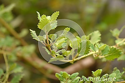 Myrrh is a medicinal plant of the species Commiphora myrrha, also known as Arabic myrrh. image Stock Photo