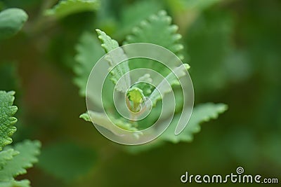 Myrrh is a medicinal plant of the species Commiphora myrrha, also known as Arabic myrrh Stock Photo