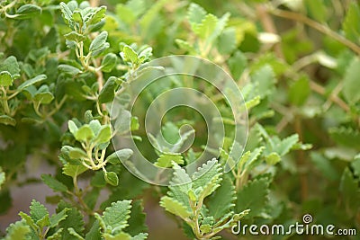 Myrrh is a medicinal plant of the species Commiphora myrrha, also known as Arabic myrrh Stock Photo