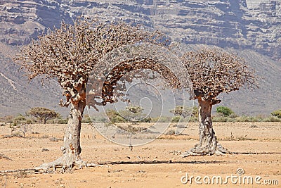 Myrrh tree Stock Photo