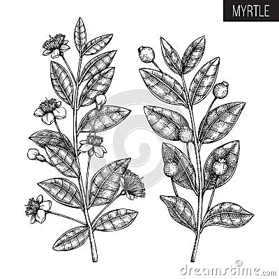 Vintage collection of Hand drawn myrtle tree sketches. Cosmetics and medicinal plant vector illustration. Botanical drawings with Cartoon Illustration