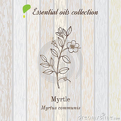 Myrtle, essential oil, aromatic plant Vector Illustration